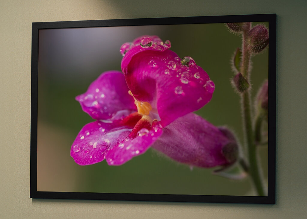 Blume mit Regentropfen