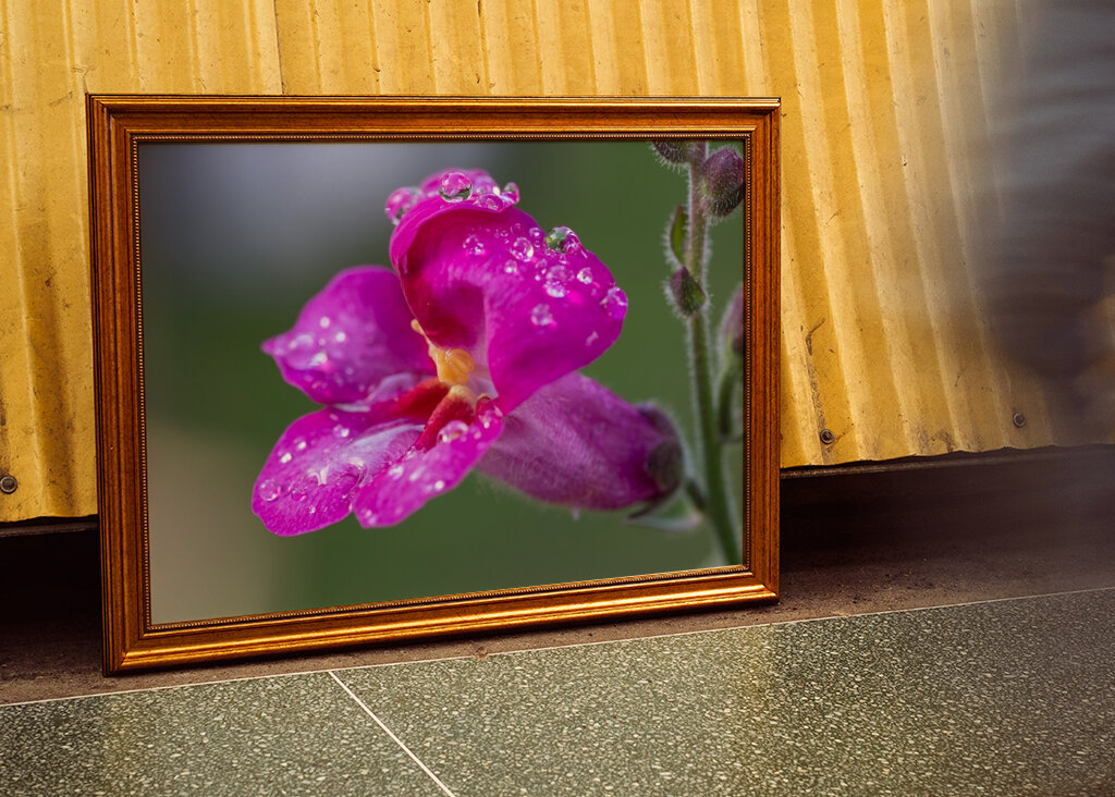 Blume mit Regentropfen