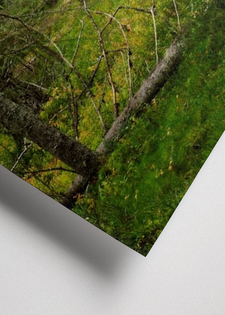 Dans la vieille forêt