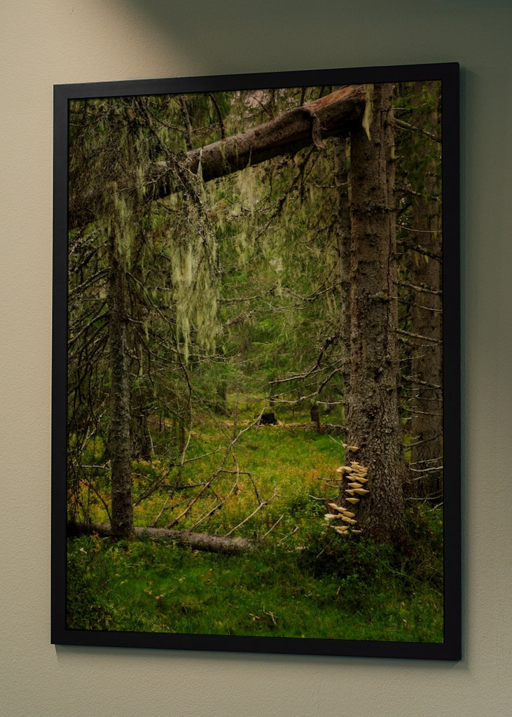Dans la vieille forêt