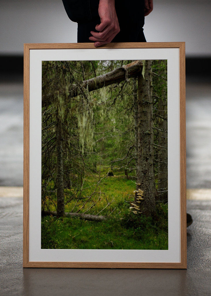 Dans la vieille forêt