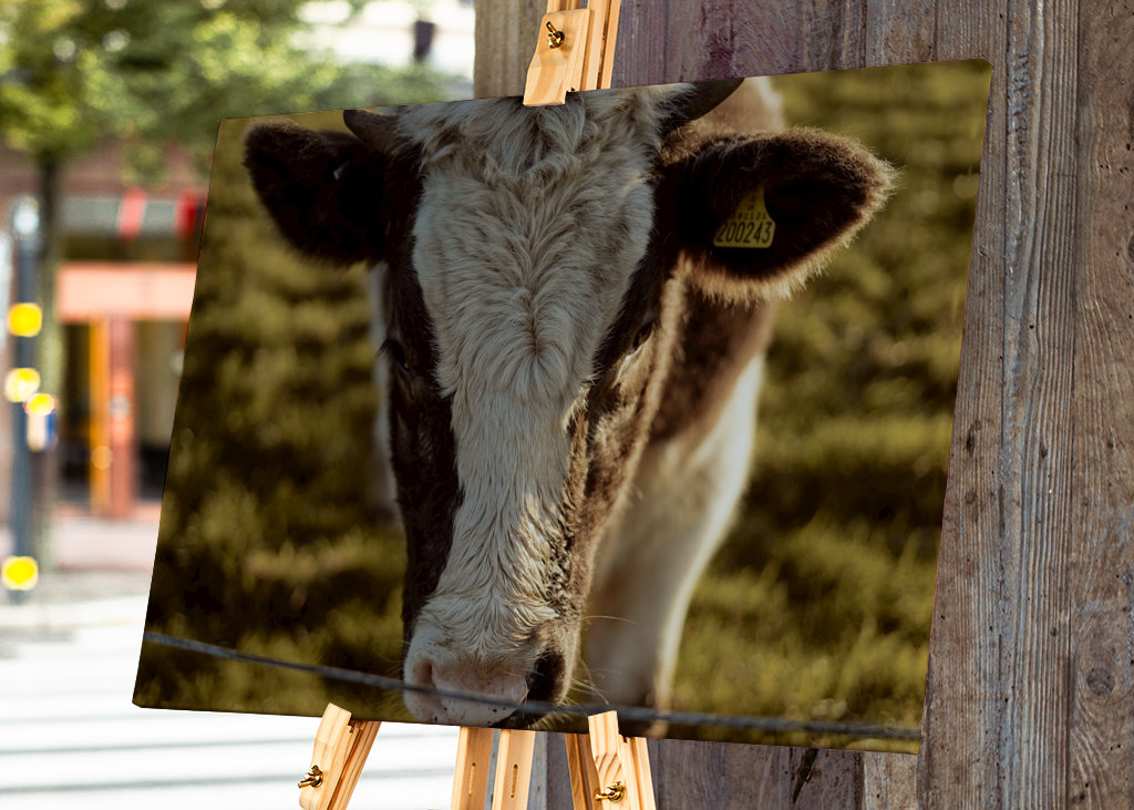 Gros plan sur la vache