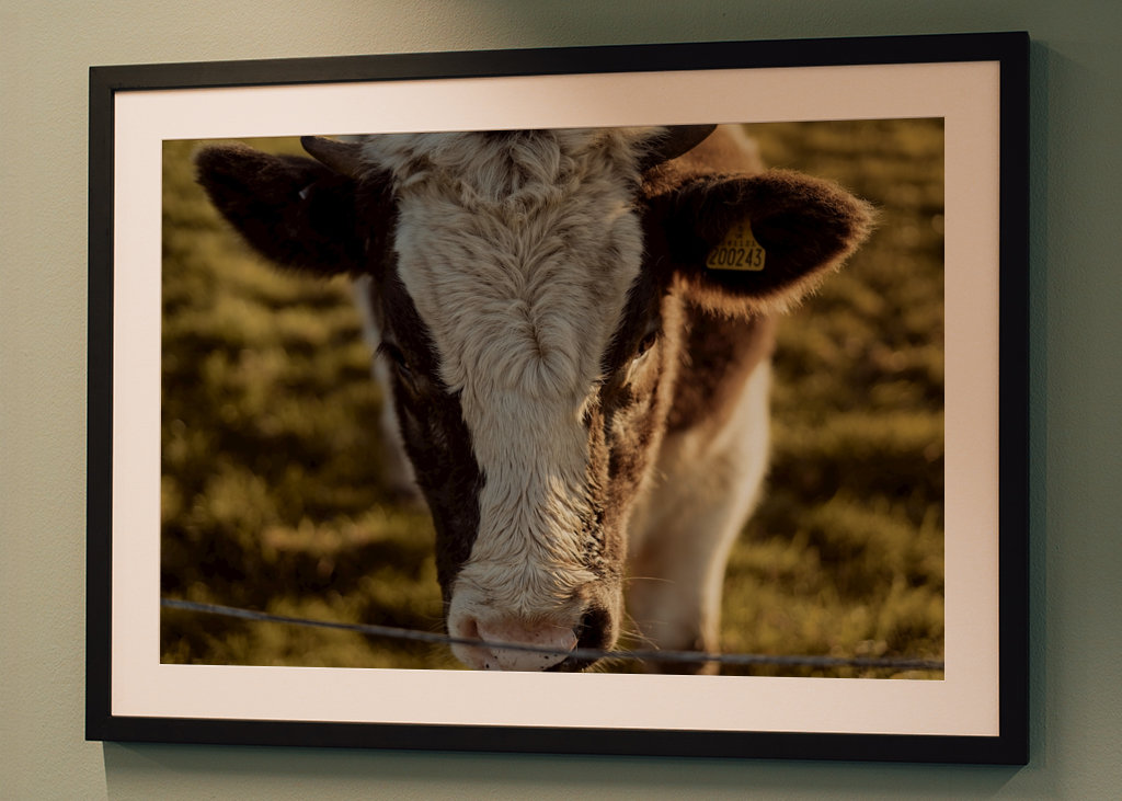 Gros plan sur la vache