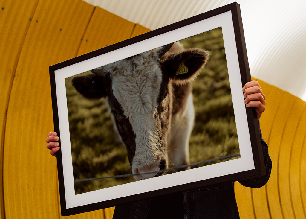 Gros plan sur la vache