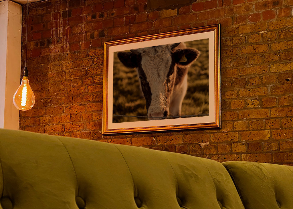 Gros plan sur la vache