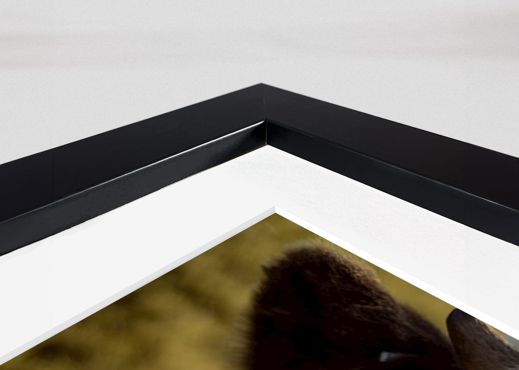 Gros plan sur la vache