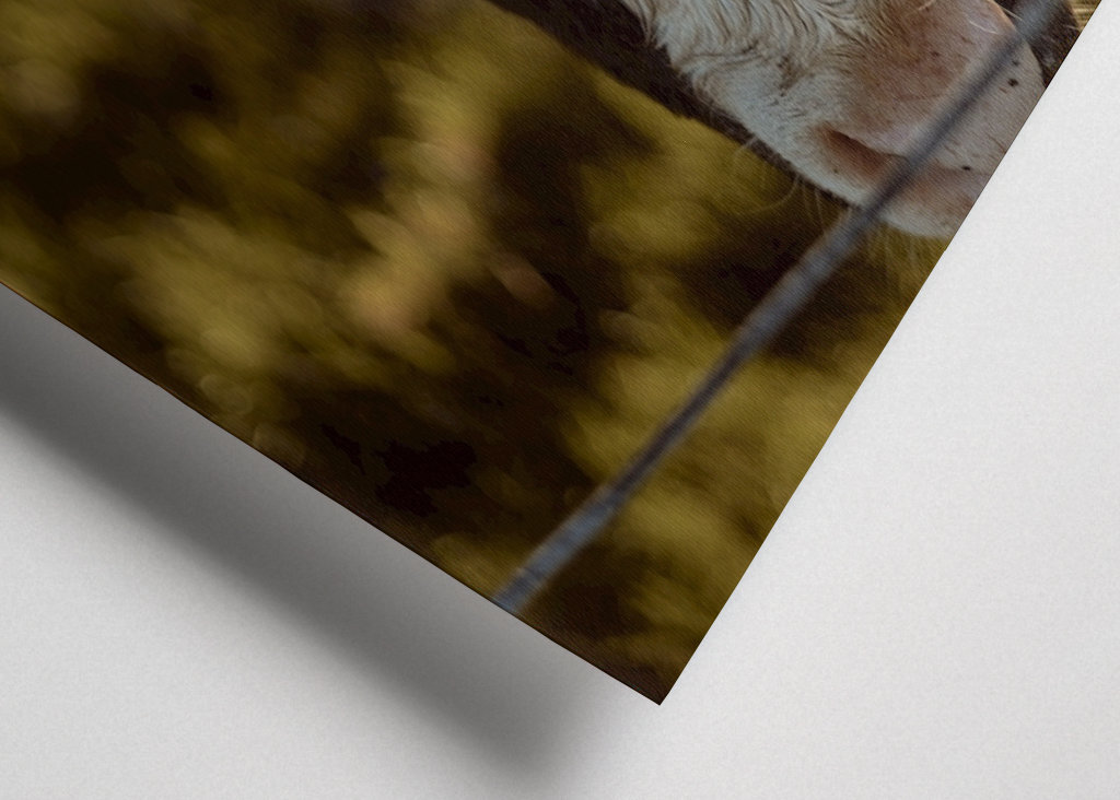 Gros plan sur la vache