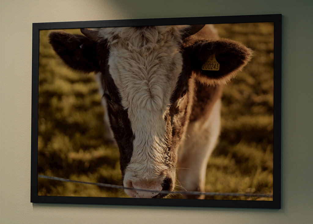 Gros plan sur la vache