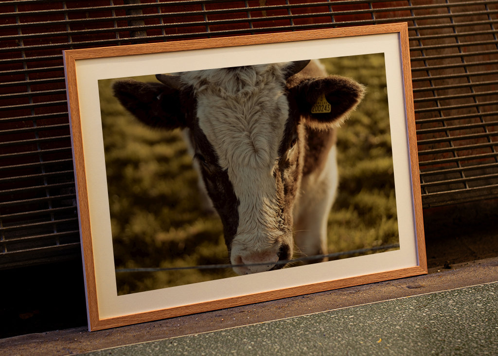 Gros plan sur la vache