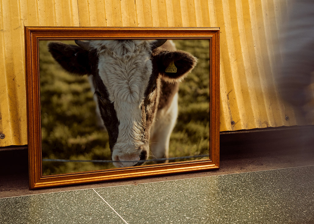 Gros plan sur la vache