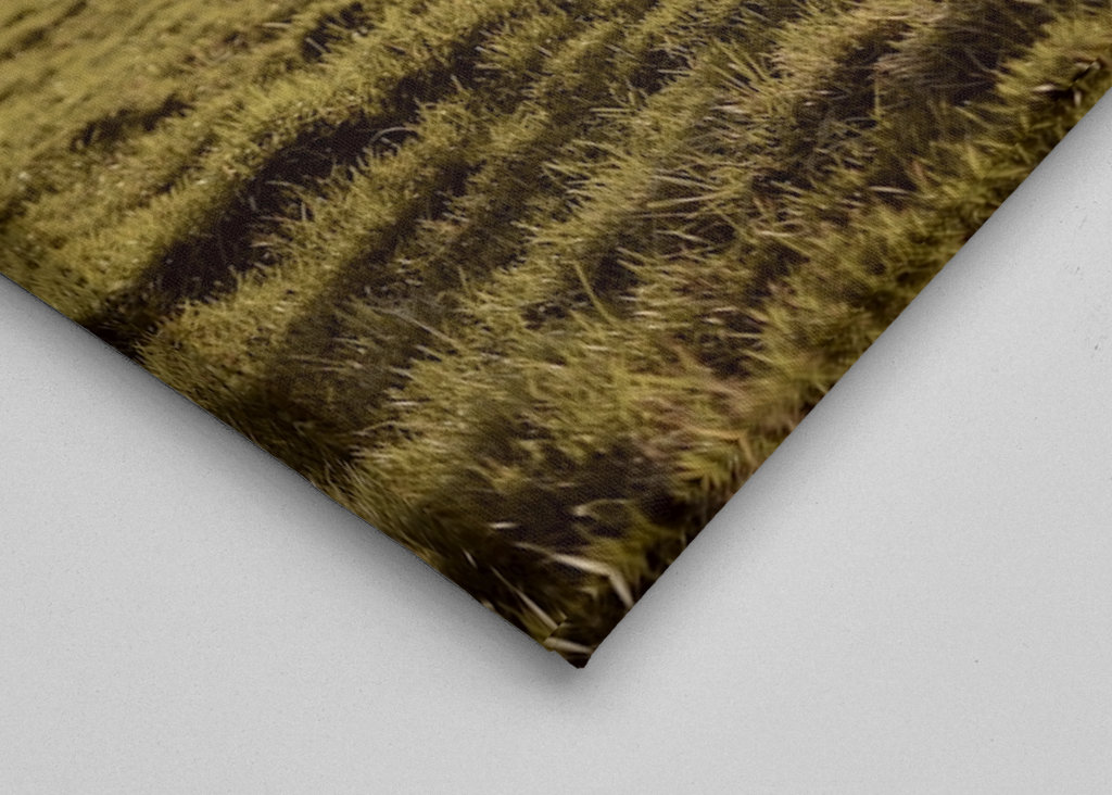 Portrait d’une vache