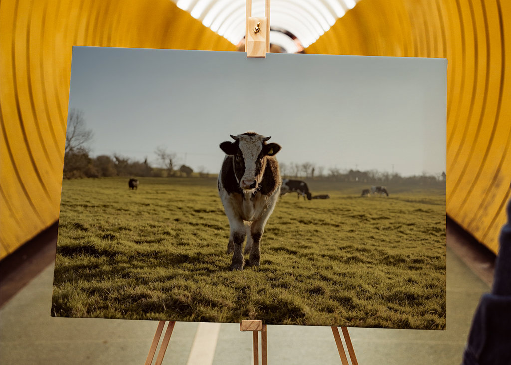 Portrait d’une vache