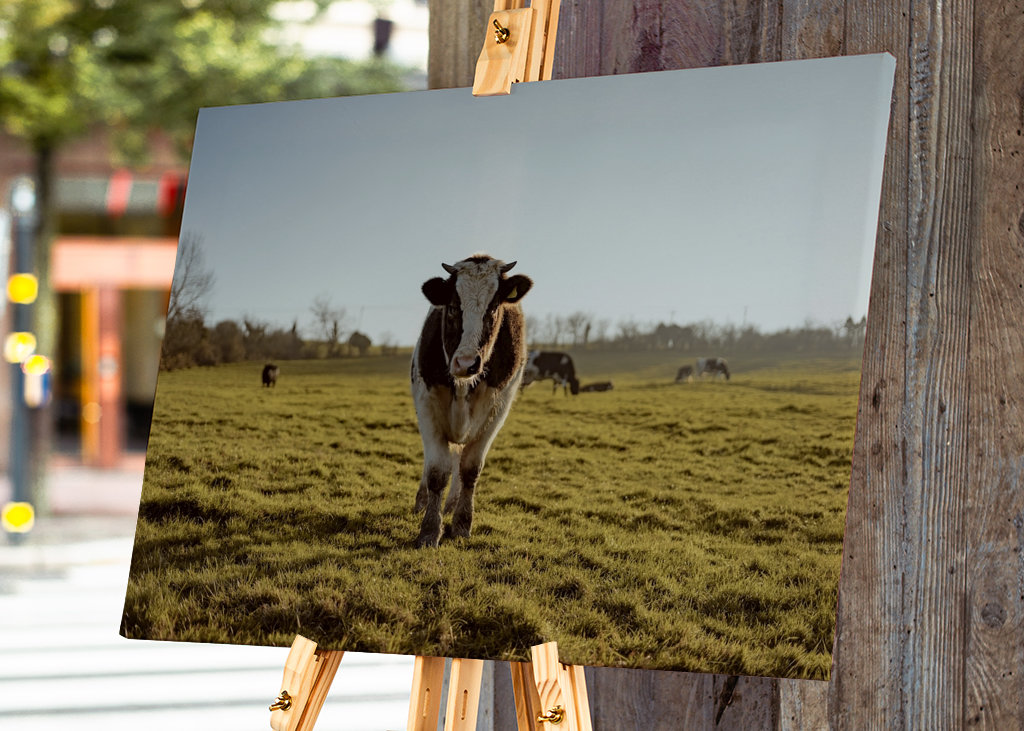 Portrait d’une vache