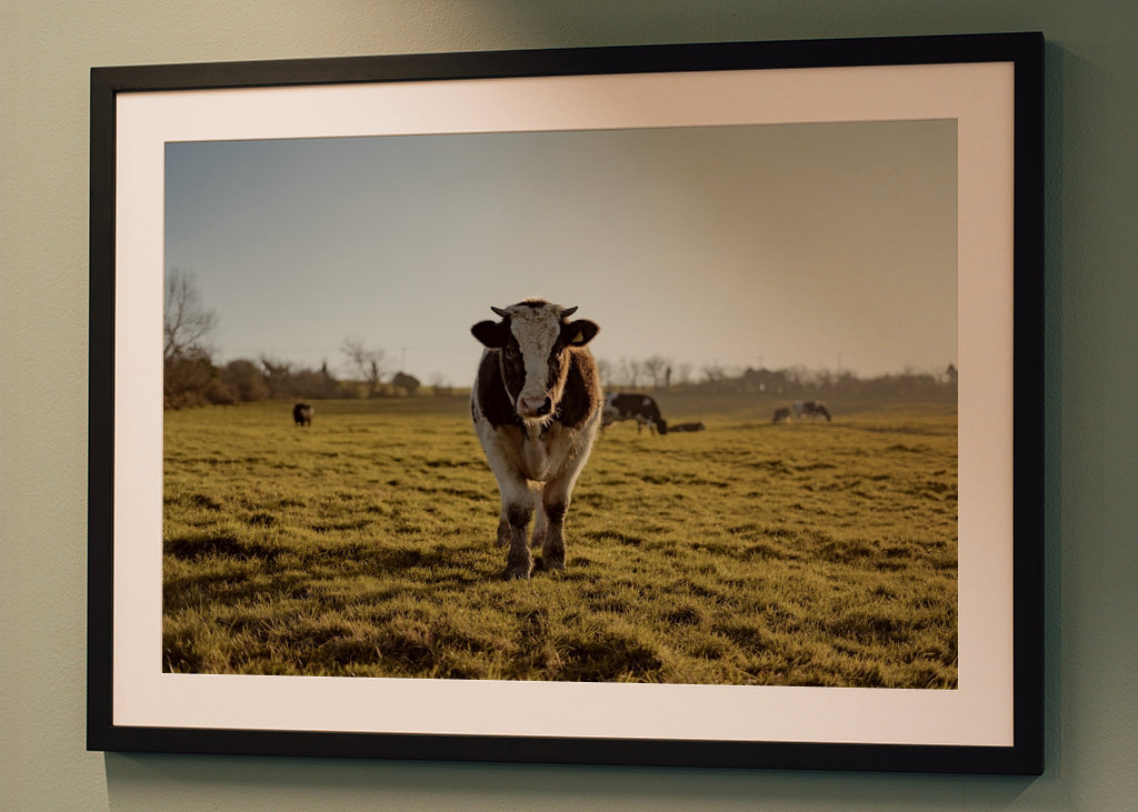 Portrait d’une vache