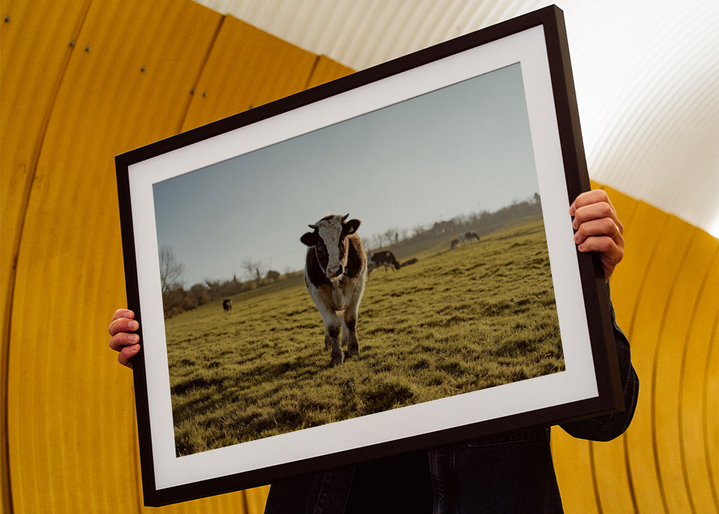 Portrait d’une vache