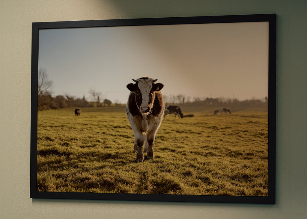 Portrait d’une vache