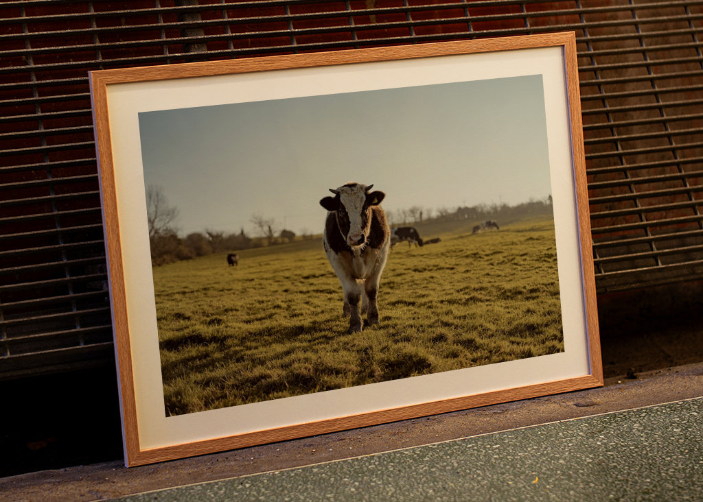 Portrait d’une vache