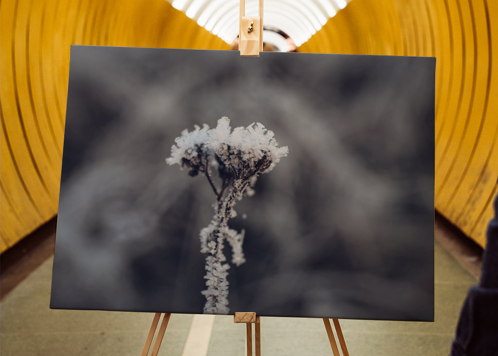 Fiore coperto di brina 