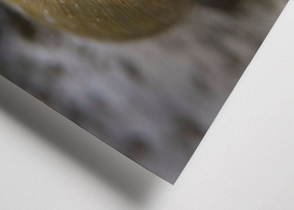 Schneckengeschwindigkeit