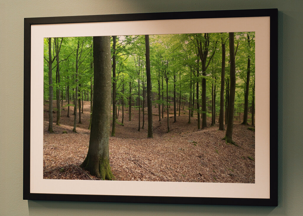 Buchenwald auf Hallandsåsen
