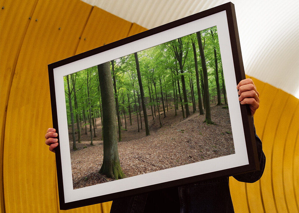 Buchenwald auf Hallandsåsen