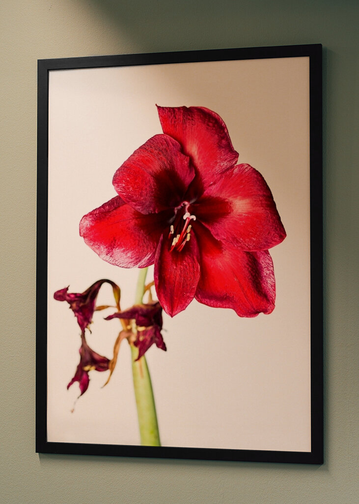 Opp amaryllis!