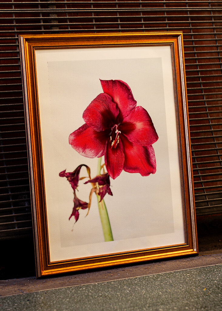 Opp amaryllis!