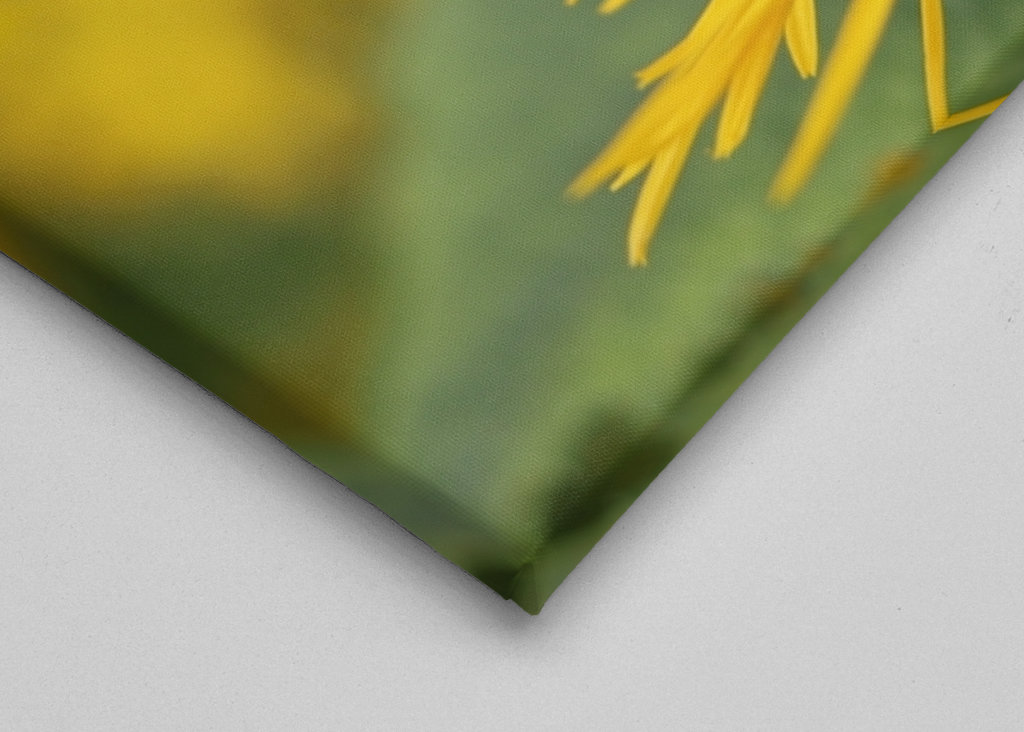 Hummel in gelber Blüte