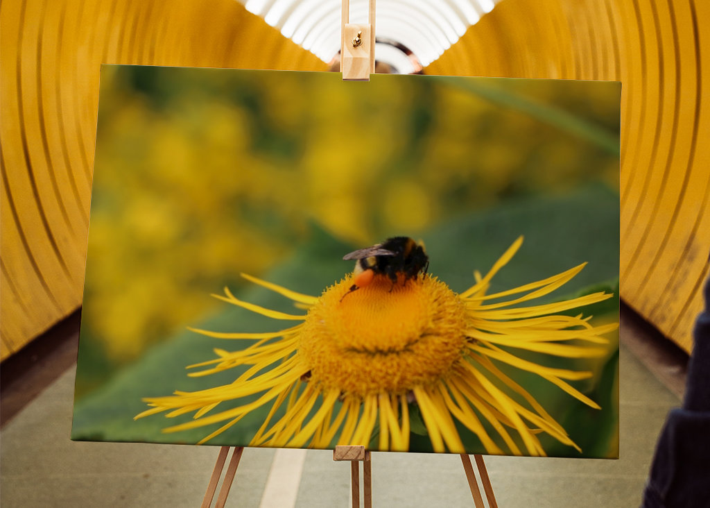 Hummel in gelber Blüte