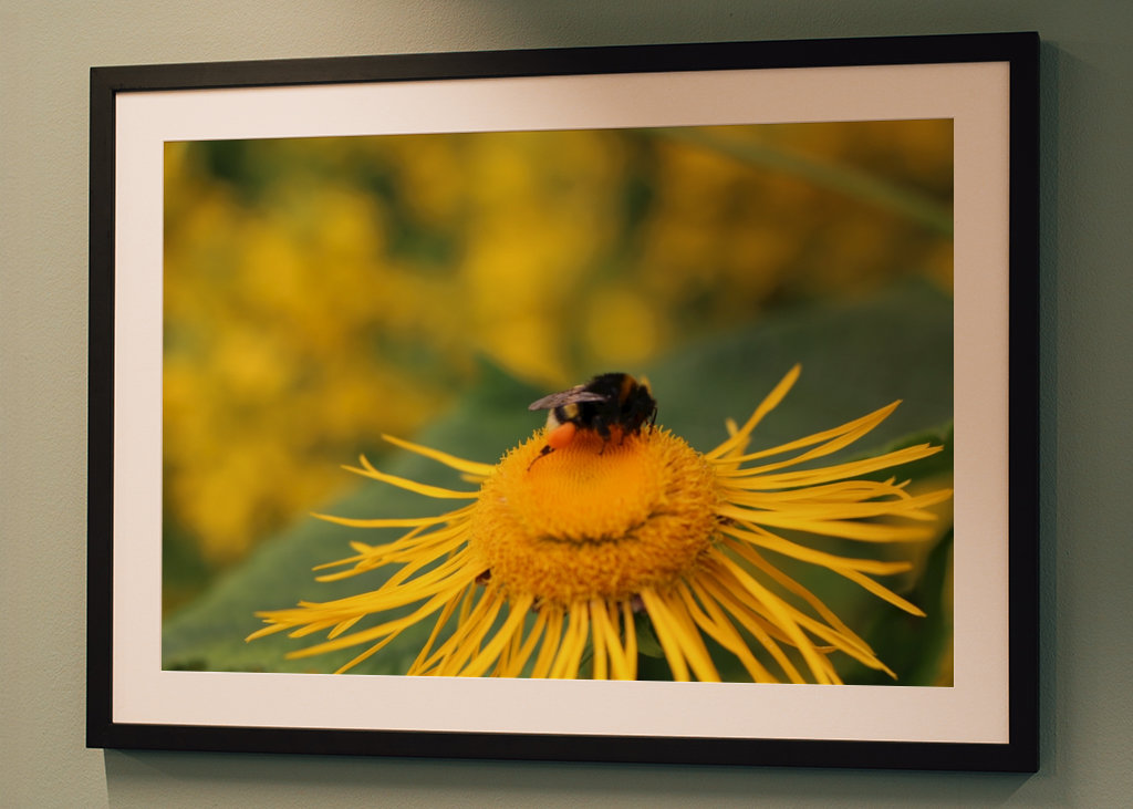 Hummel in gelber Blüte