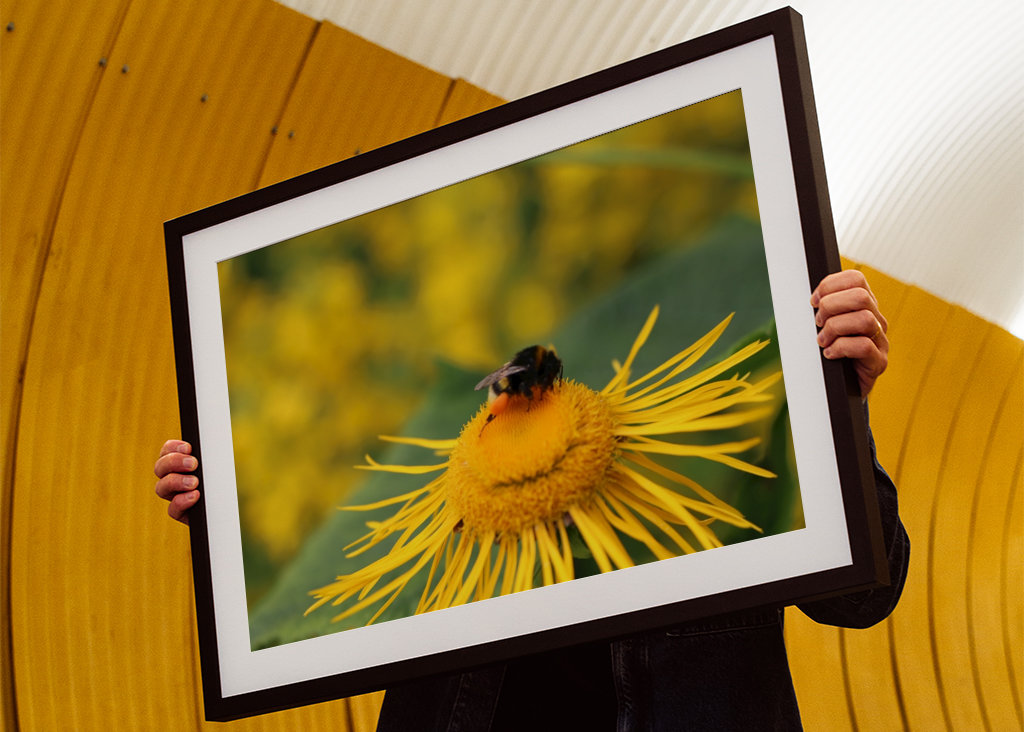 Hummel in gelber Blüte