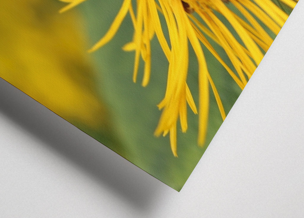 Hummel in gelber Blüte