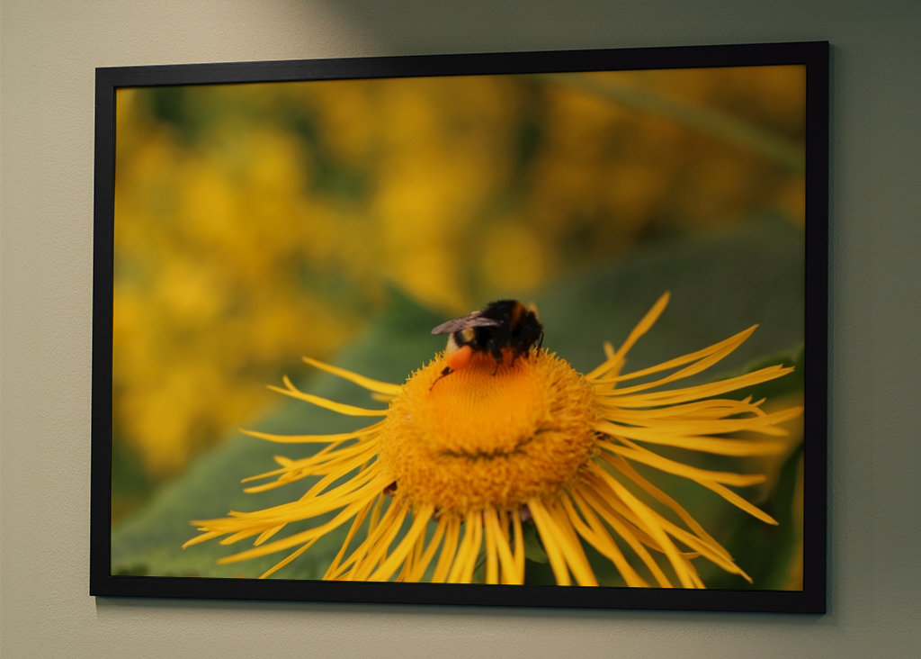 Hummel in gelber Blüte