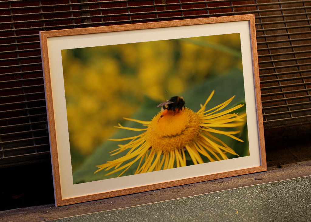 Hummel in gelber Blüte
