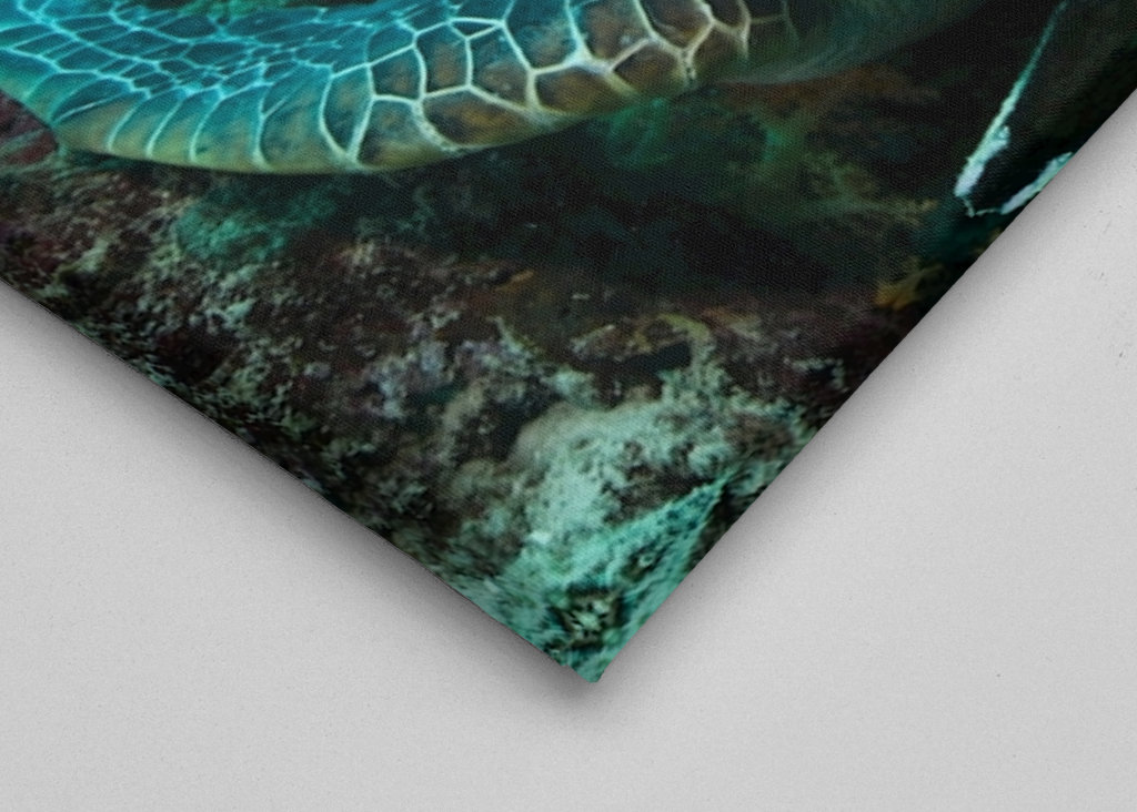 Turtle from Moalboal