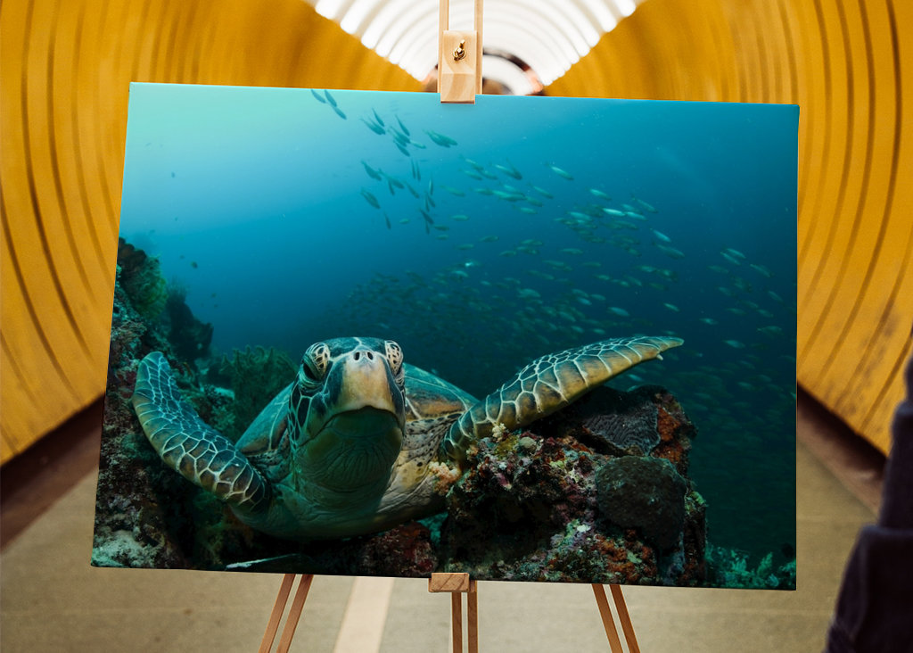 Turtle from Moalboal