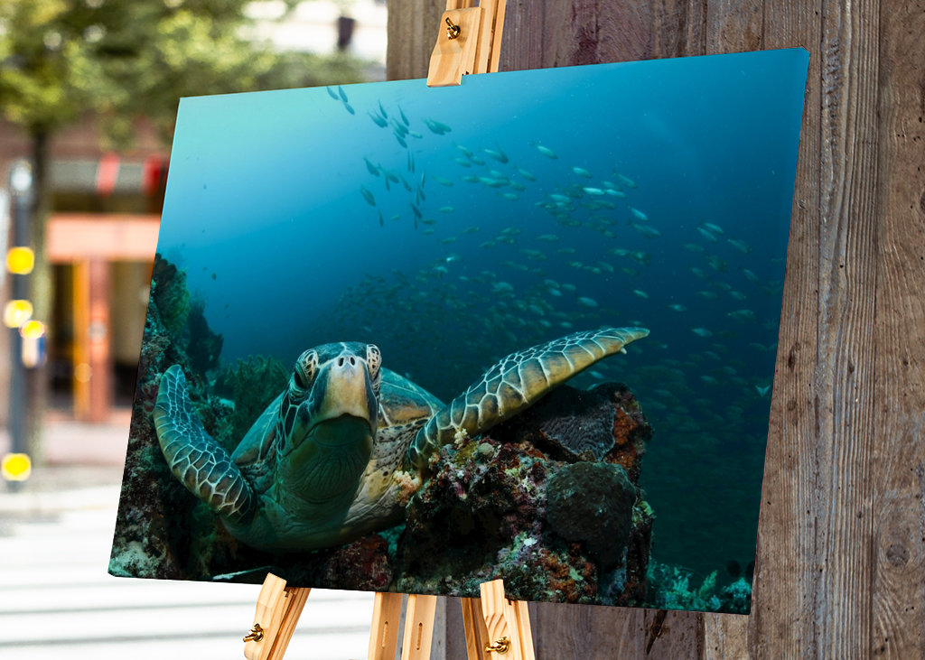 Turtle from Moalboal