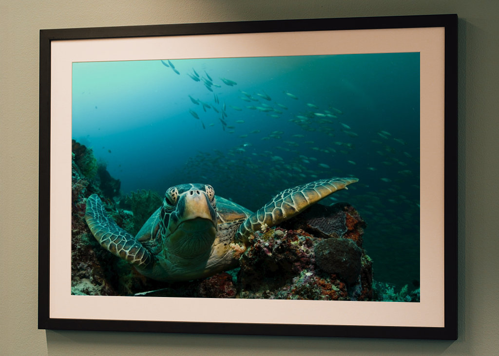 Turtle from Moalboal