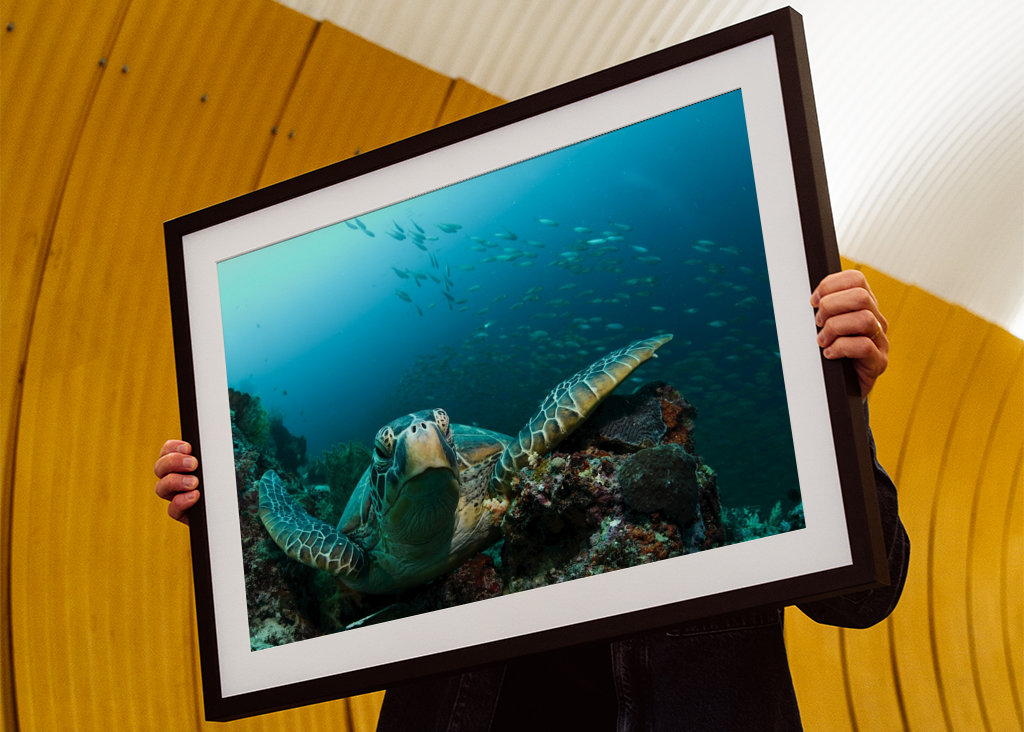 Turtle from Moalboal