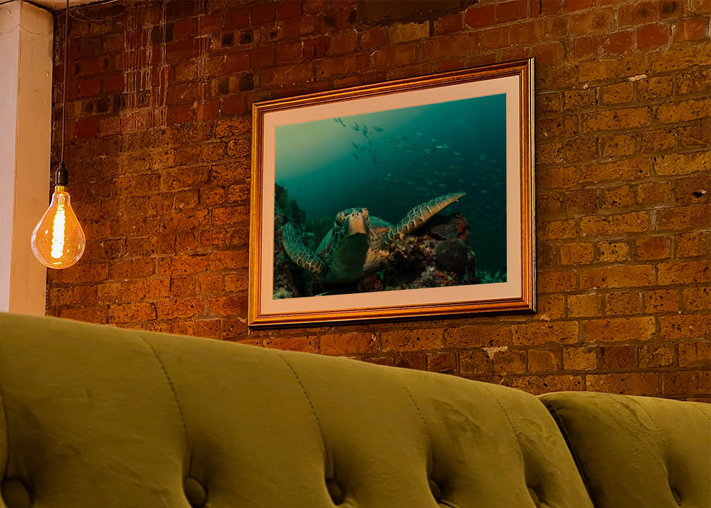 Turtle from Moalboal