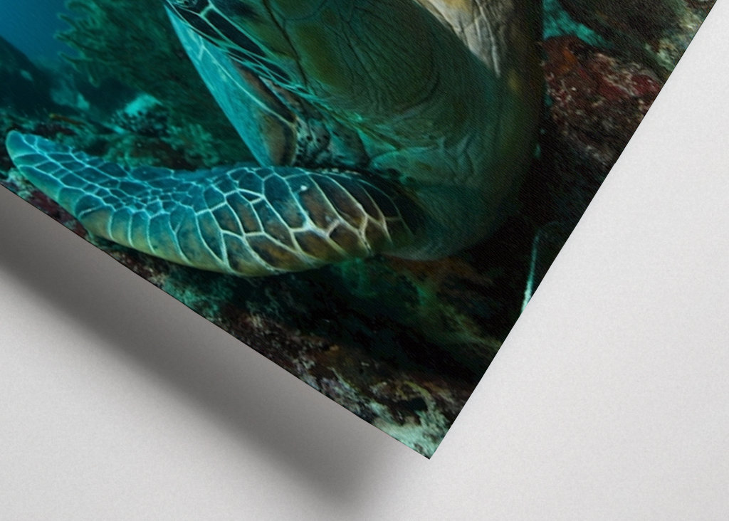 Turtle from Moalboal