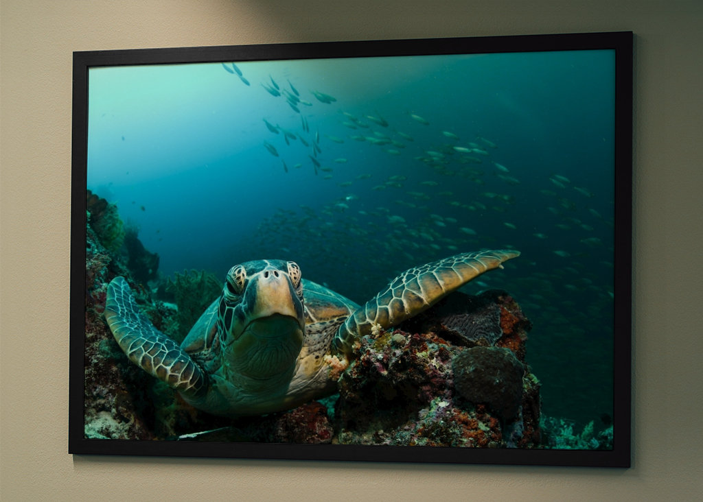 Turtle from Moalboal