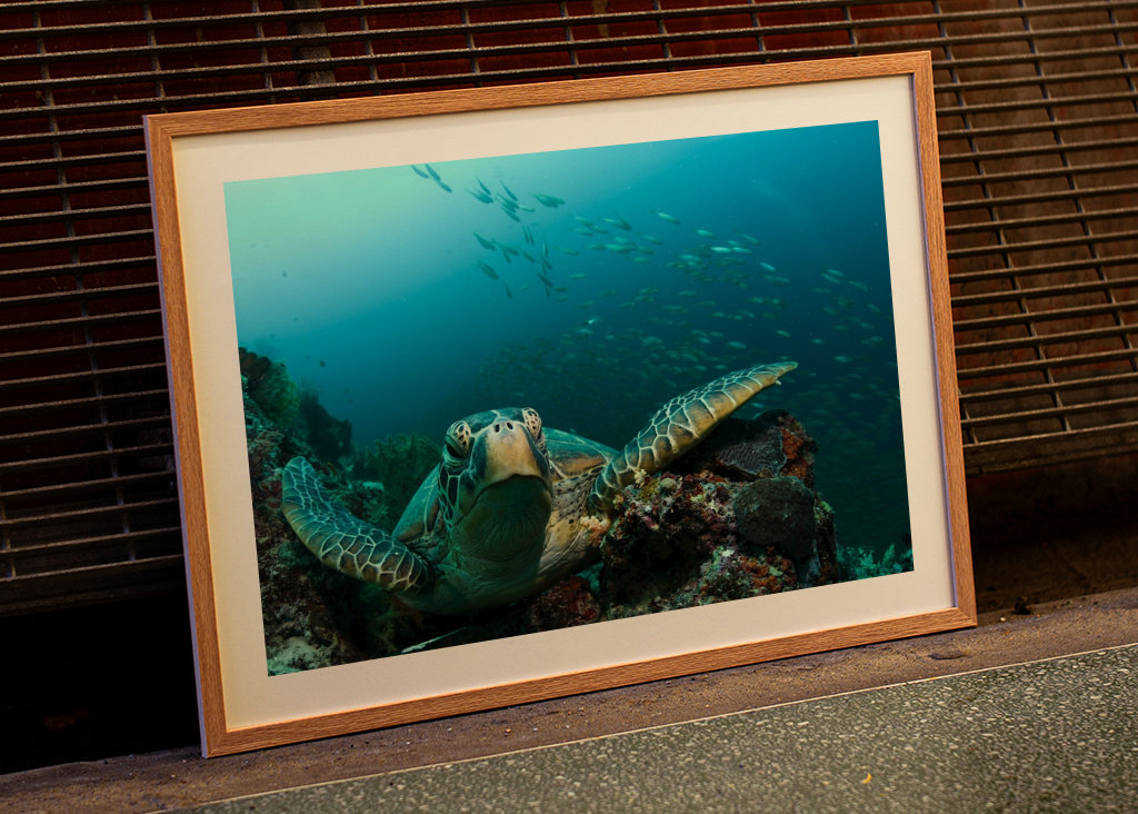 Turtle from Moalboal