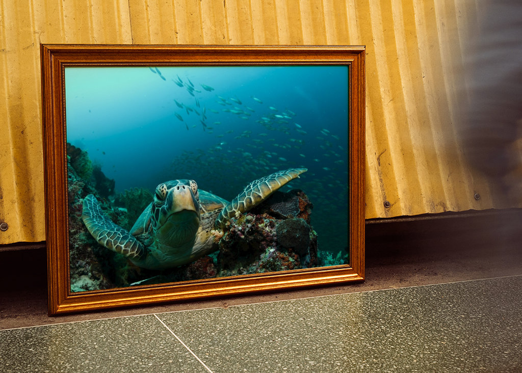 Turtle from Moalboal