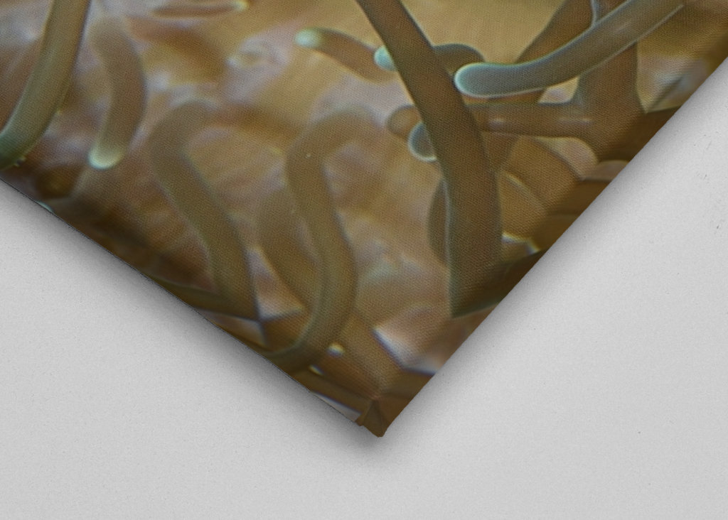 Klovni kala vuokossaan