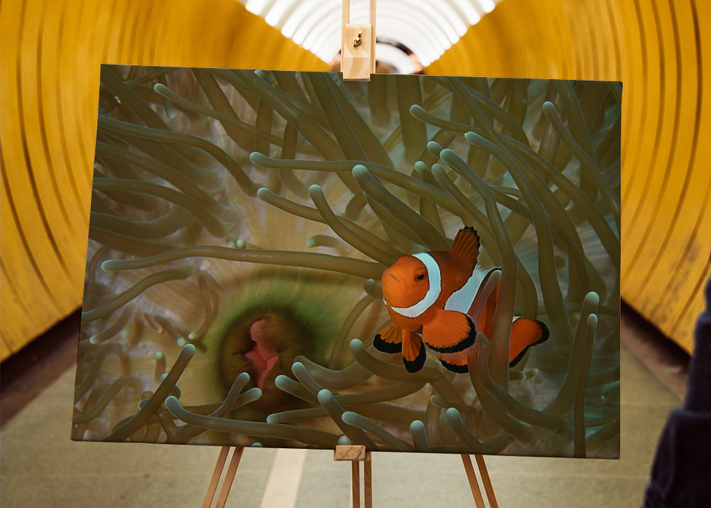 Klovni kala vuokossaan