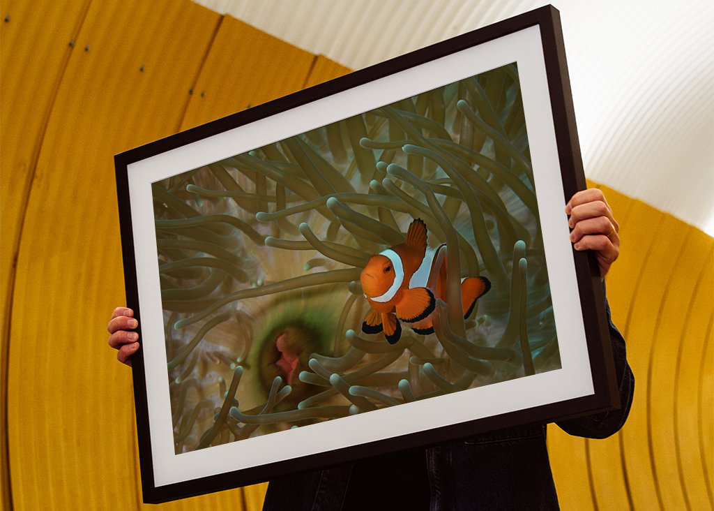 Klovni kala vuokossaan