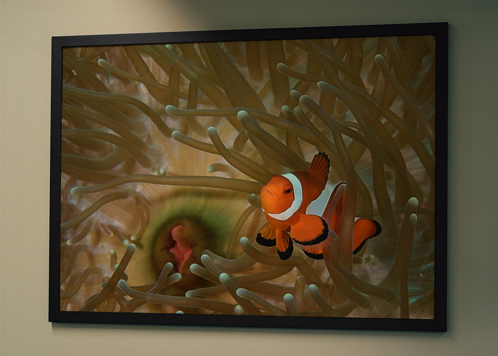 Klovni kala vuokossaan