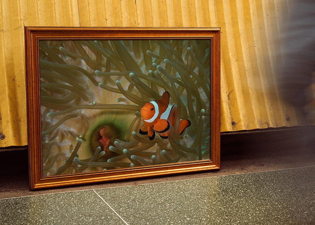 Klovni kala vuokossaan