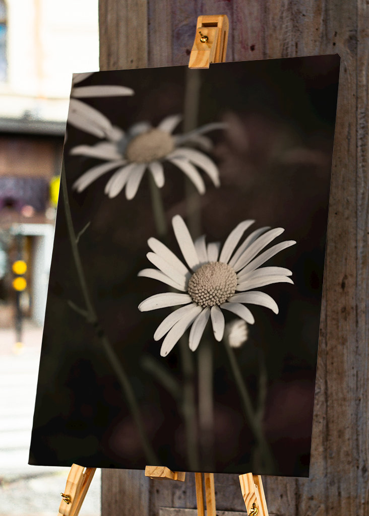 Margaritas bajo el sol de la tarde